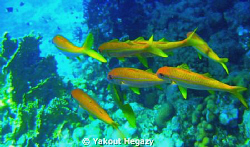 Yellowfin goatfish- by Yakout Hegazy 